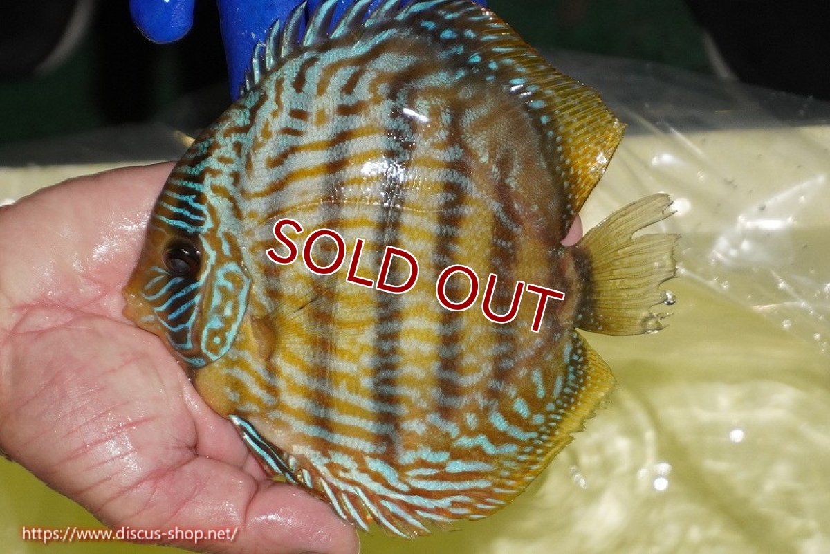 画像1: 【ワイルドディスカス】【通販】【10年ぶり？の入荷】カヌマ スーパーロイヤル【個体販売】16-17cm（生体）(生体)カヌマ産 (1)