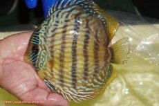 画像1: 【ワイルドディスカス】【通販】【10年ぶり？の入荷】カヌマ スーパーロイヤル【個体販売】16-17cm（生体）(生体)カヌマ産 (1)