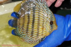 画像2: 【ワイルドディスカス】【通販】【10年ぶり？の入荷】カヌマ スーパーロイヤル【個体販売】16-17cm（生体）(生体)カヌマ産 (2)