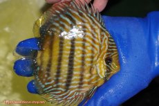 画像3: 【ウィンターセール クーポンご利用で更に10％OFF対象商品】【ワイルドディスカス】【通販】【10年ぶり？の入荷】カヌマ スーパーロイヤル【個体販売】14-15cm（生体）カヌマ産 (3)