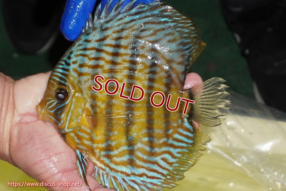 画像2: 【ワイルドディスカス】【通販】【10年ぶり？の入荷】カヌマ スーパーロイヤル【個体販売】16-17cm（生体）カヌマ産 (2)