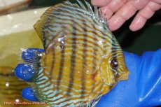 画像3: 【ウィンターセール クーポンご利用で更に10％OFF対象商品】【ワイルドディスカス】【通販】【10年ぶり？の入荷】カヌマ スーパーロイヤル【個体販売】16-17cm（生体）カヌマ産 (3)