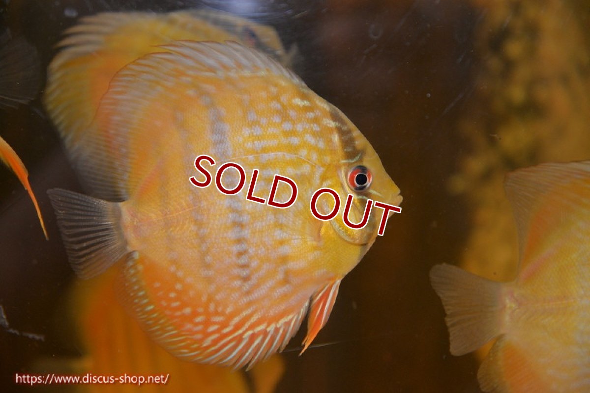 画像1: 【ワイルドディスカス】【通販】【10年ぶり？の入荷】カヌマ スーパーロイヤル ヤングスター【個体販売】9-11cm（生体）カヌマ産 (1)