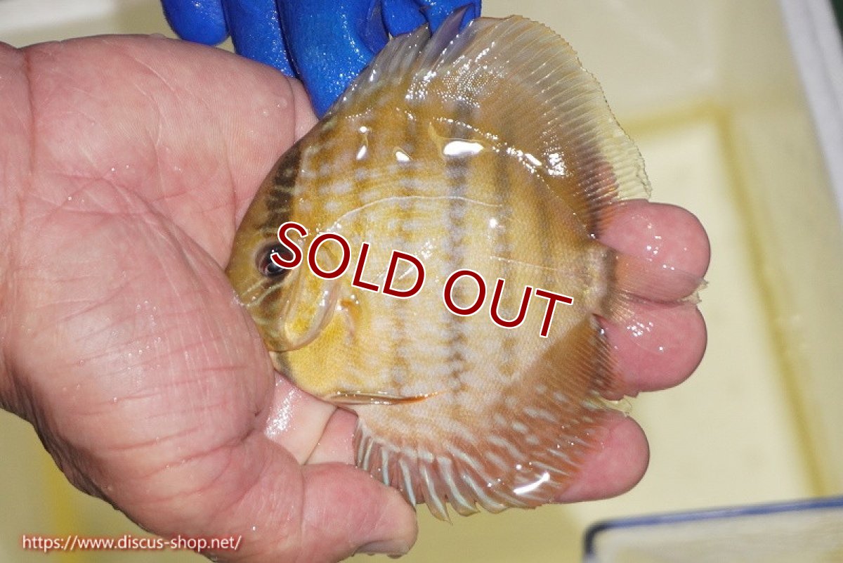 画像2: 【ワイルドディスカス】【通販】【10年ぶり？の入荷】カヌマ スーパーロイヤル ヤングスター【個体販売】9-11cm（生体）カヌマ産 (2)