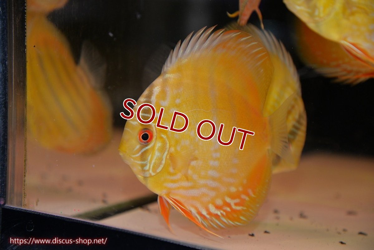 画像1: 【ワイルドディスカス】【通販】【10年ぶり？の入荷】カヌマ スーパーロイヤル ヤングスター【個体販売】9-11cm（生体）カヌマ産 (1)