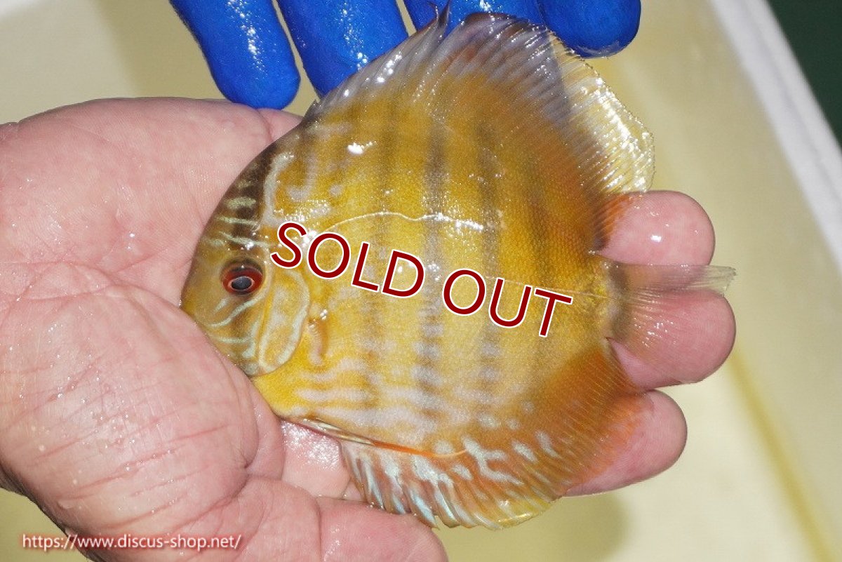 画像2: 【ワイルドディスカス】【通販】【10年ぶり？の入荷】カヌマ スーパーロイヤル ヤングスター【個体販売】9-11cm（生体）カヌマ産 (2)