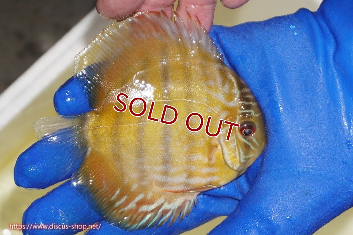 画像3: 【ワイルドディスカス】【通販】【10年ぶり？の入荷】カヌマ スーパーロイヤル ヤングスター【個体販売】9-11cm（生体）カヌマ産 (3)
