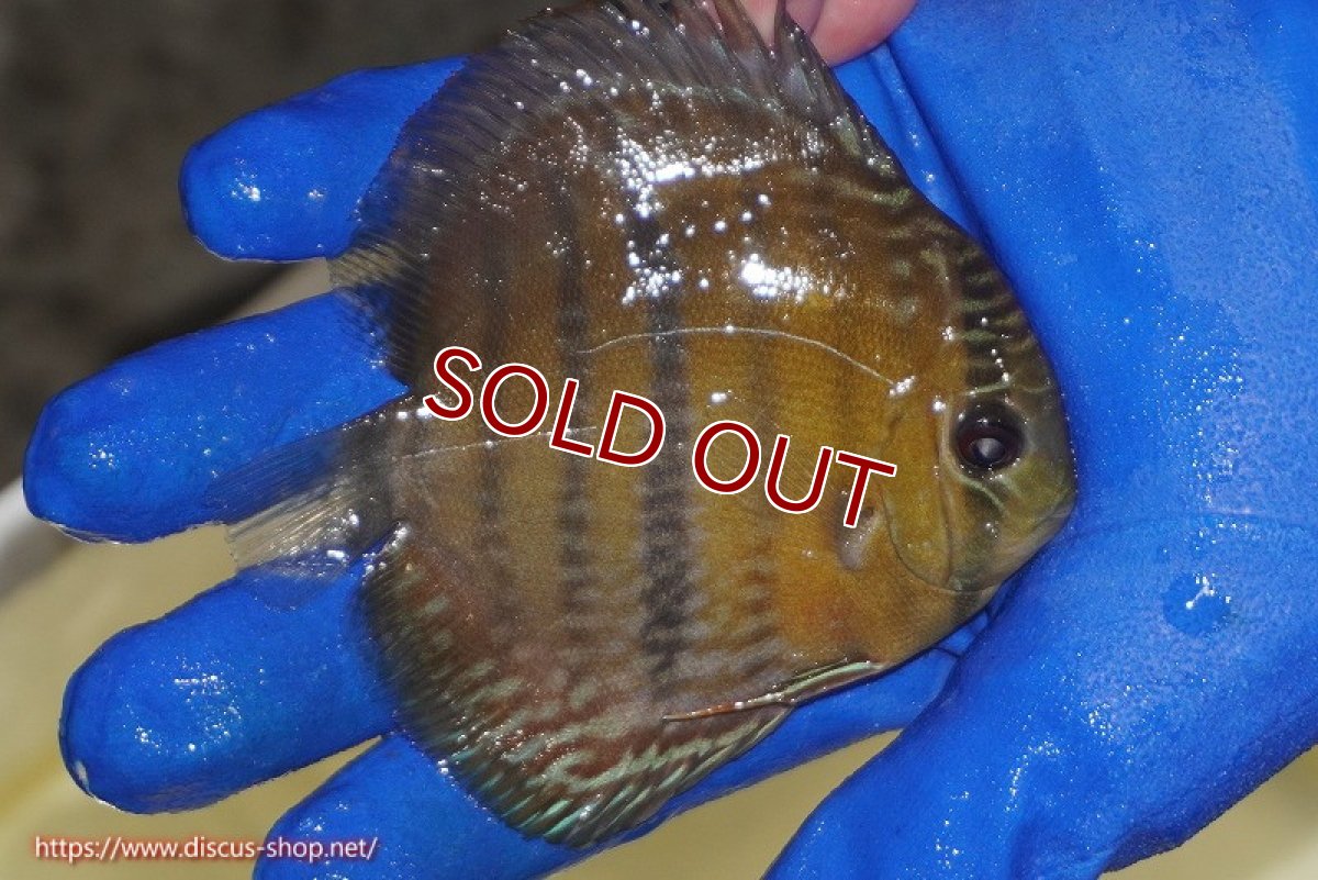 画像2: 【ワイルドディスカス】【通販】【10年ぶり？の入荷】カヌマ スーパーロイヤル ヤングスター【個体販売】9-11cm（生体）カヌマ産 (2)