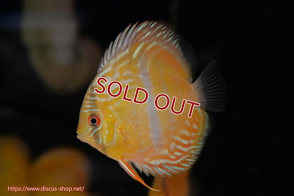 画像1: 【ワイルドディスカス】【通販】【10年ぶり？の入荷】カヌマ スーパーロイヤル ヤングスター【個体販売】9-11cm（生体）カヌマ産 (1)