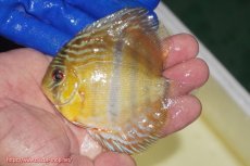 画像1: 【ワイルドディスカス】【通販】【10年ぶり？の入荷】カヌマ スーパーロイヤル ヤングスター【個体販売】9-11cm（生体）カヌマ産 (1)