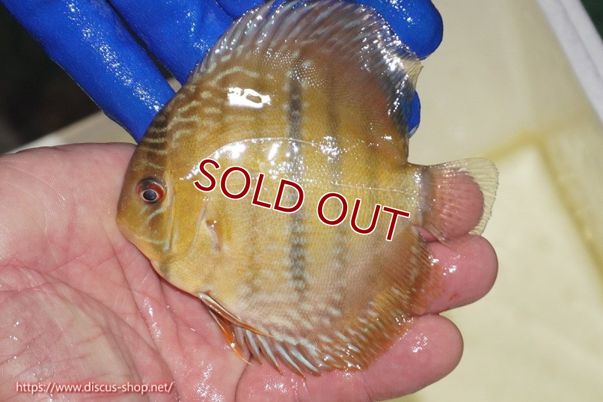 画像1: 【ワイルドディスカス】【通販】【10年ぶり？の入荷】カヌマ スーパーロイヤル ヤングスター【個体販売】9-11cm（生体）カヌマ産 (1)
