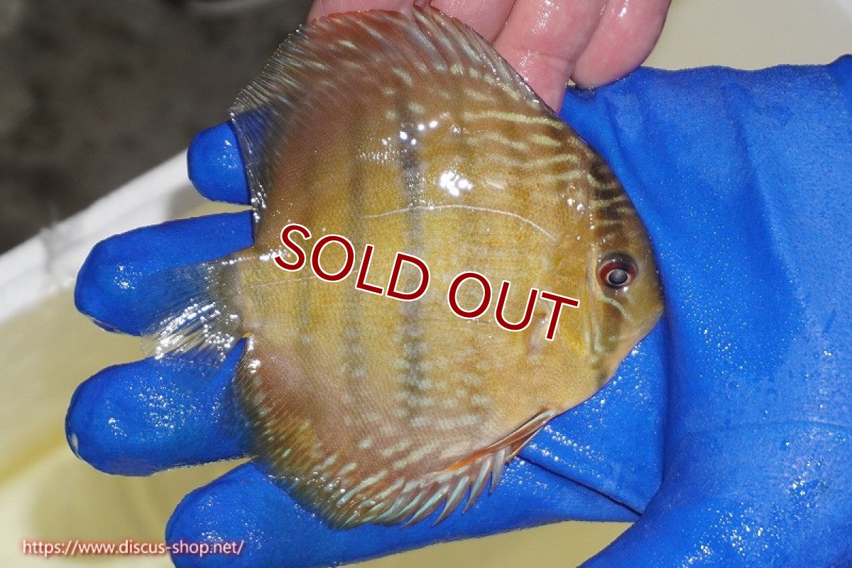 画像2: 【ワイルドディスカス】【通販】【10年ぶり？の入荷】カヌマ スーパーロイヤル ヤングスター【個体販売】9-11cm（生体）カヌマ産 (2)