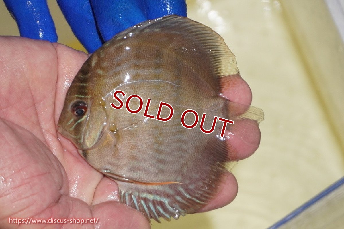 画像1: 【ワイルドディスカス】【通販】【10年ぶり？の入荷】カヌマ スーパーロイヤル ヤングスター【個体販売】9-11cm（生体）カヌマ産 (1)