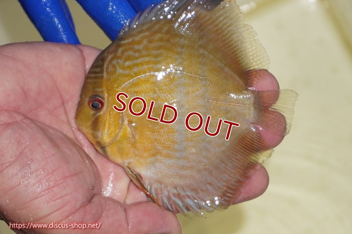 画像1: 【ワイルドディスカス】【通販】【10年ぶり？の入荷】カヌマ スーパーロイヤル ヤングスター【個体販売】9-11cm（生体）カヌマ産 (1)
