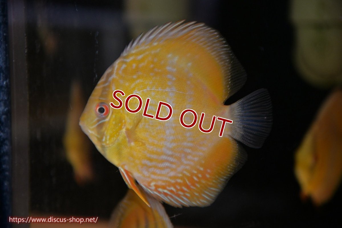 画像1: 【ワイルドディスカス】【通販】【10年ぶり？の入荷】カヌマ スーパーロイヤル ヤングスター【個体販売】9-11cm（生体）カヌマ産 (1)