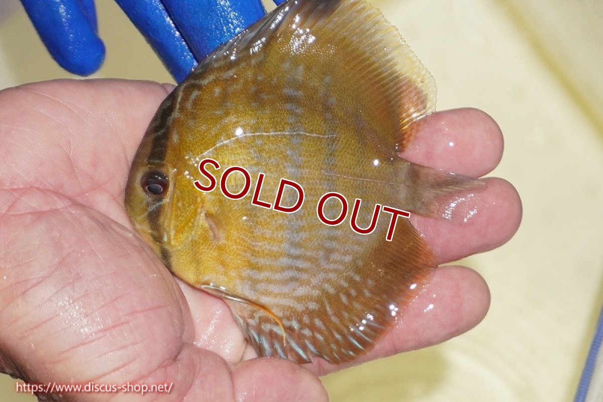 画像2: 【ワイルドディスカス】【通販】【10年ぶり？の入荷】カヌマ スーパーロイヤル ヤングスター【個体販売】9-11cm（生体）カヌマ産 (2)