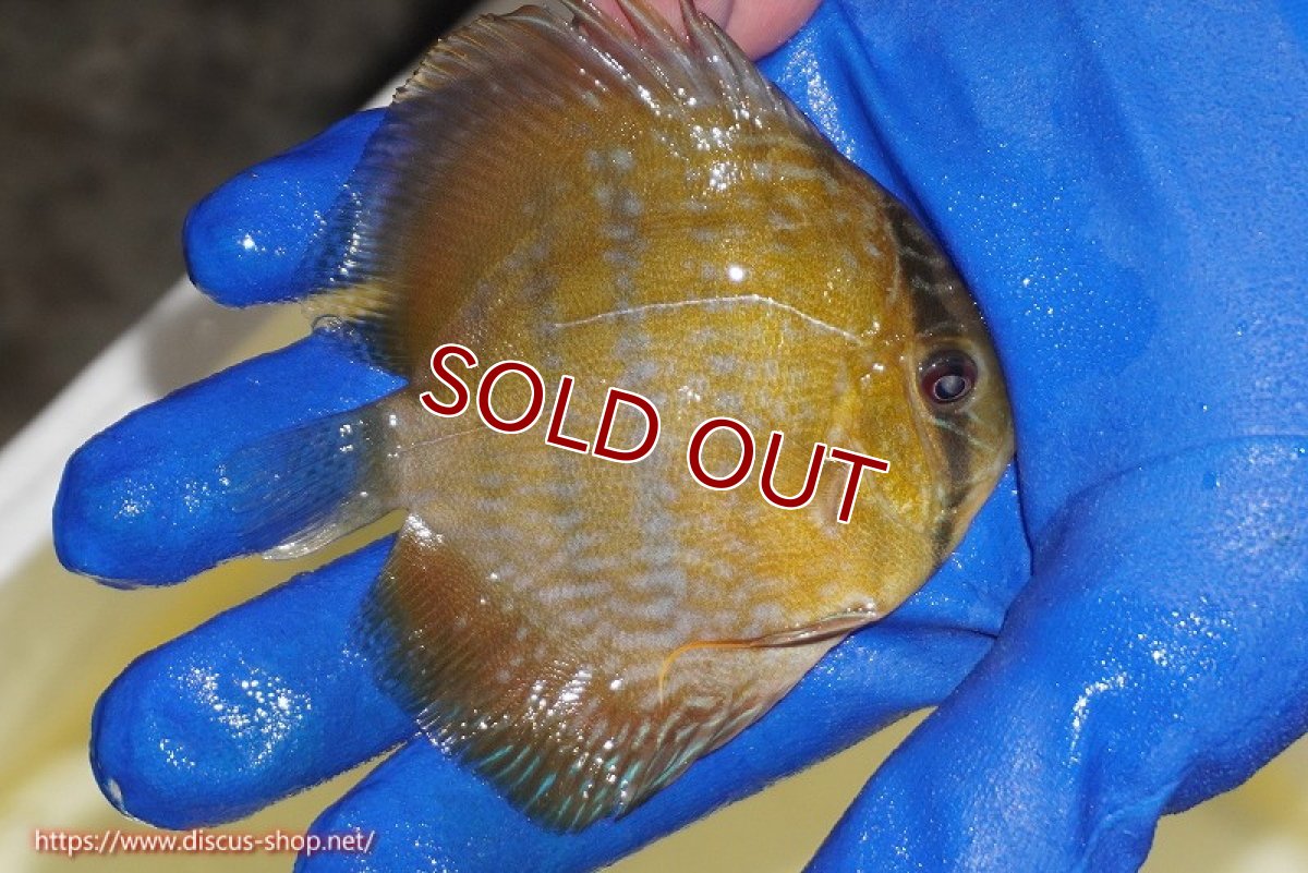 画像3: 【ワイルドディスカス】【通販】【10年ぶり？の入荷】カヌマ スーパーロイヤル ヤングスター【個体販売】9-11cm（生体）カヌマ産 (3)