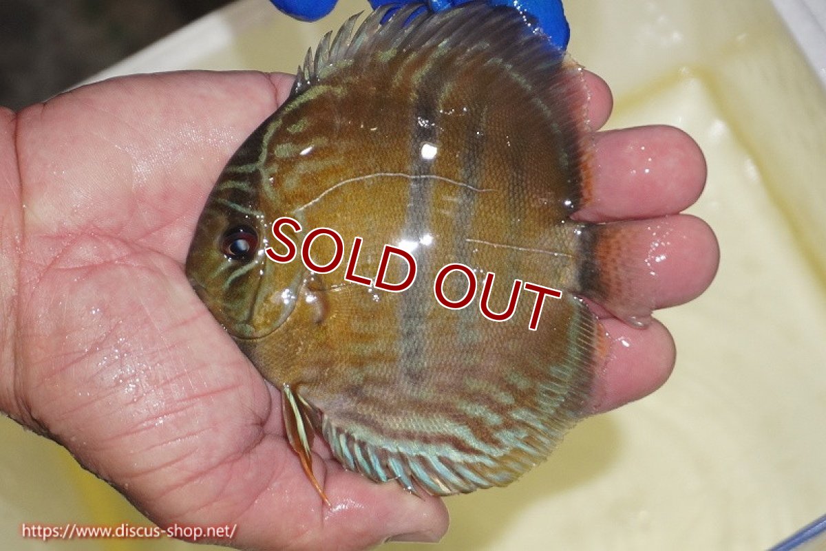 画像1: 【ワイルドディスカス】【通販】【10年ぶり？の入荷】カヌマ スーパーロイヤル ヤングスター【個体販売】9-11cm（生体）カヌマ産 (1)