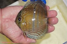 画像1: 【ワイルドディスカス】【通販】【10年ぶり？の入荷】カヌマ スーパーロイヤル ヤングスター【個体販売】9-11cm（生体）カヌマ産 (1)