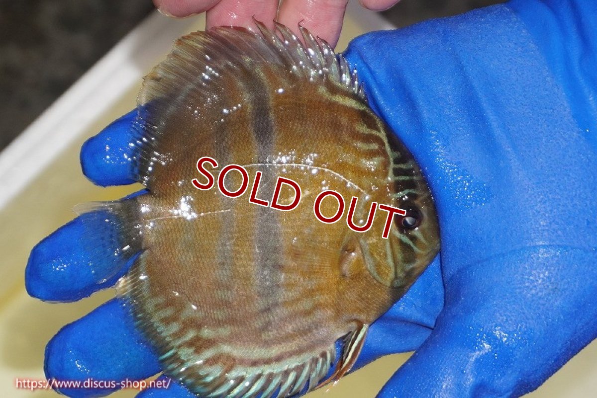 画像2: 【ワイルドディスカス】【通販】【10年ぶり？の入荷】カヌマ スーパーロイヤル ヤングスター【個体販売】9-11cm（生体）カヌマ産 (2)