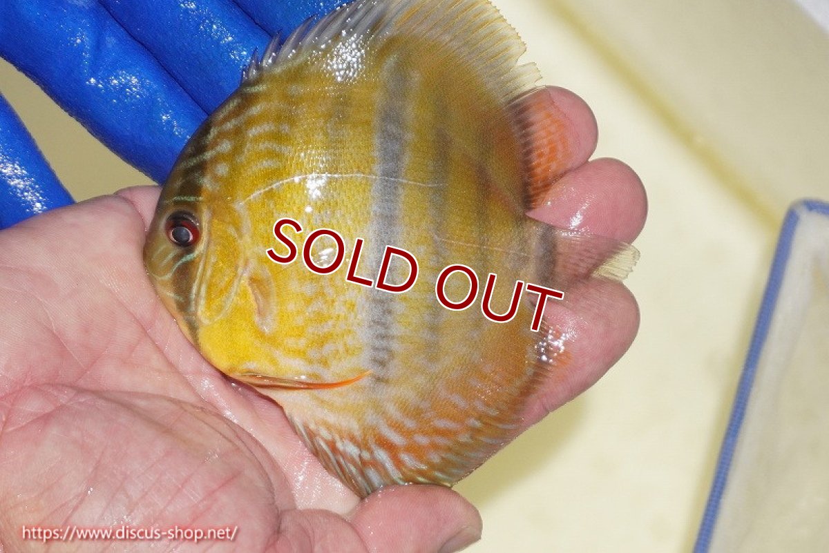 画像1: 【ワイルドディスカス】【通販】【10年ぶり？の入荷】カヌマ スーパーロイヤル ヤングスター【個体販売】9-11cm（生体）カヌマ産 (1)