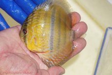画像1: 【ワイルドディスカス】【通販】【10年ぶり？の入荷】カヌマ スーパーロイヤル ヤングスター【個体販売】9-11cm（生体）カヌマ産 (1)
