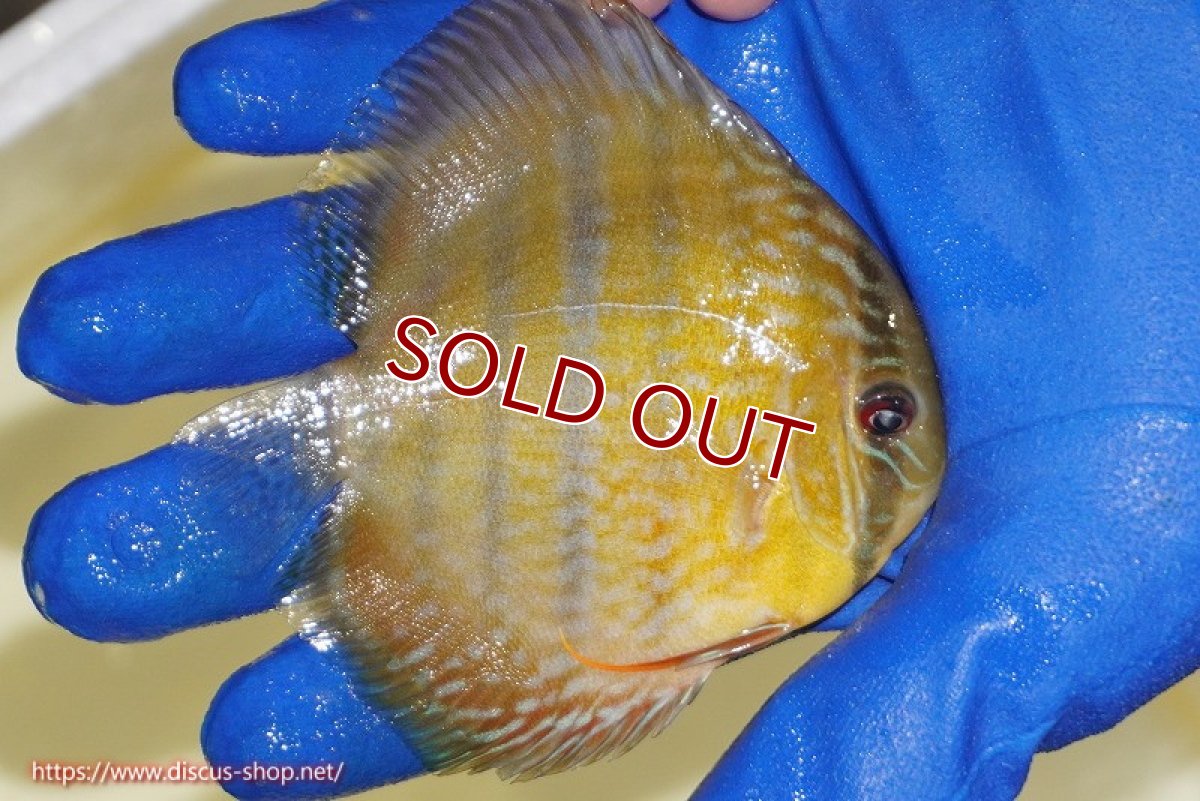 画像2: 【ワイルドディスカス】【通販】【10年ぶり？の入荷】カヌマ スーパーロイヤル ヤングスター【個体販売】9-11cm（生体）カヌマ産 (2)