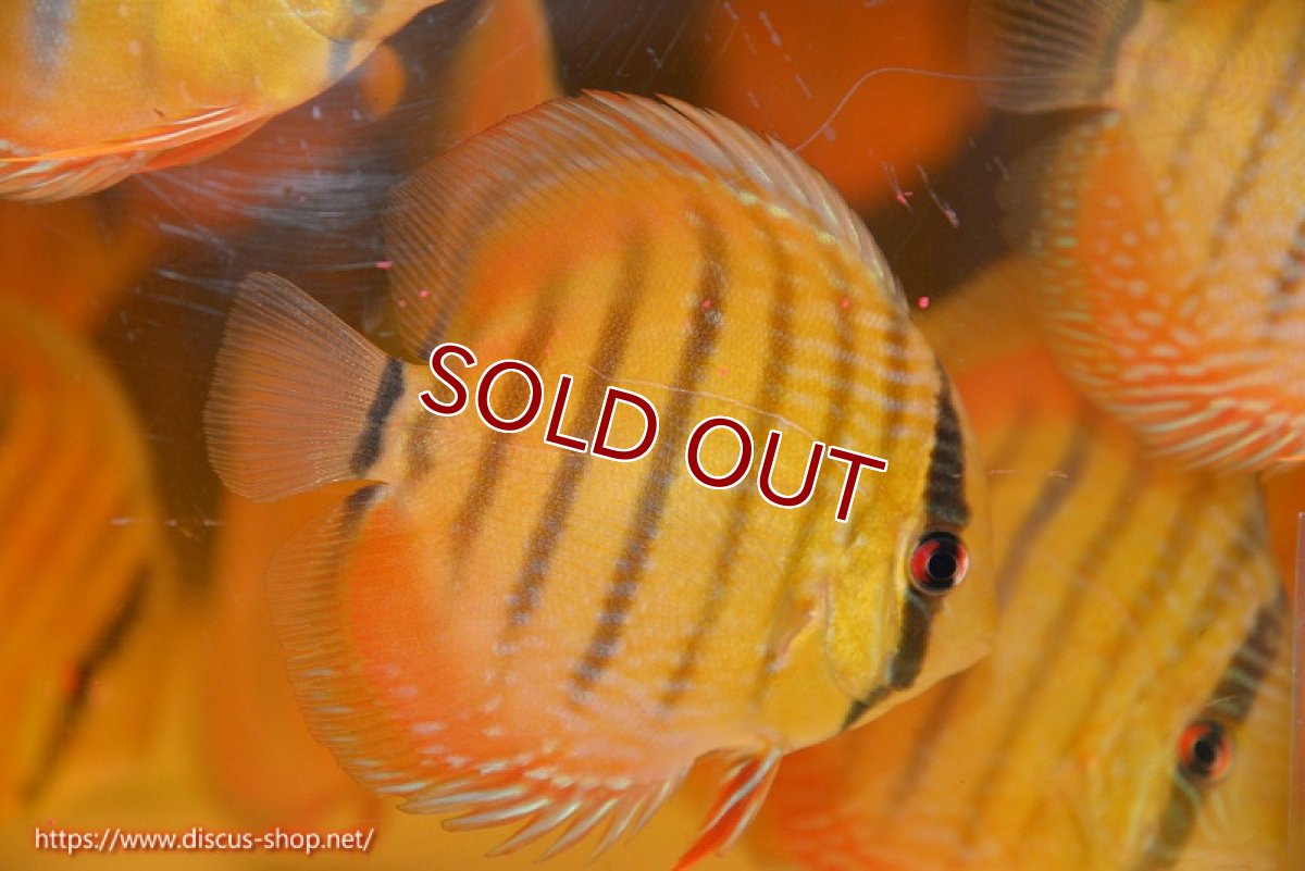 画像1: 【ワイルドディスカス】【通販】【10年ぶり？の入荷】カヌマ スーパーロイヤル ヤングスター【個体販売】9-11cm（生体）カヌマ産 (1)