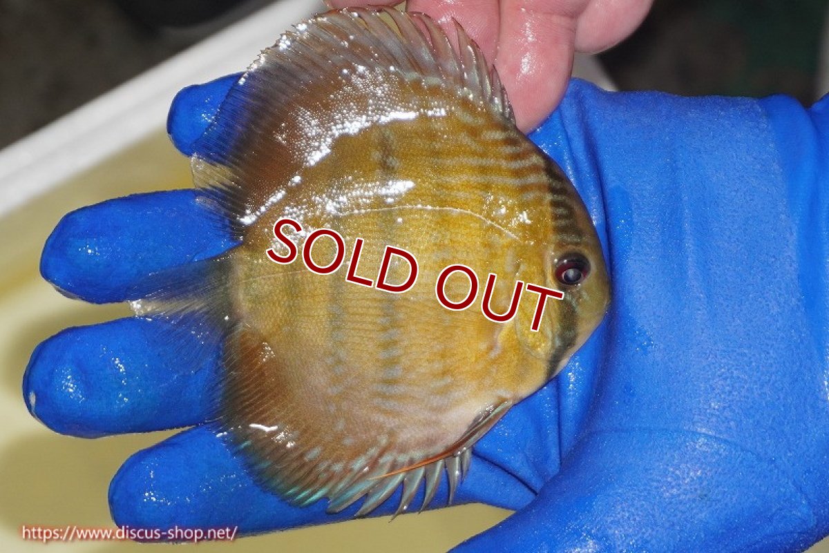 画像3: 【ワイルドディスカス】【通販】【10年ぶり？の入荷】カヌマ スーパーロイヤル ヤングスター【個体販売】9-11cm（生体）カヌマ産 (3)
