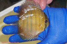 画像3: 【ワイルドディスカス】【通販】【10年ぶり？の入荷】カヌマ スーパーロイヤル ヤングスター【個体販売】9-11cm（生体）カヌマ産 (3)