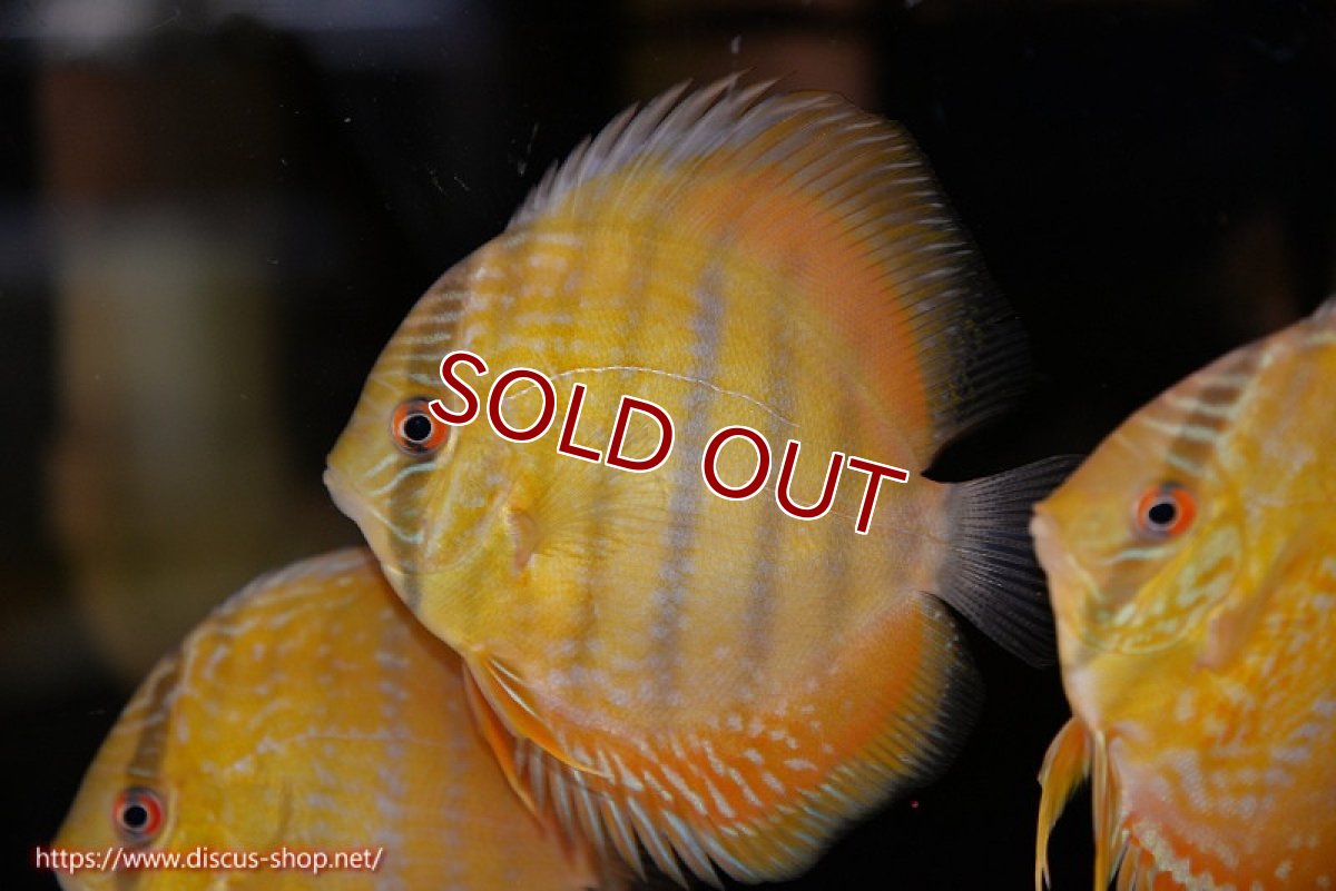 画像1: 【ワイルドディスカス】【通販】【10年ぶり？の入荷】カヌマ スーパーロイヤル ヤングスター【個体販売】9-11cm（生体）カヌマ産 (1)