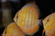 画像1: 【ワイルドディスカス】【通販】【10年ぶり？の入荷】カヌマ スーパーロイヤル ヤングスター【個体販売】9-11cm（生体）カヌマ産 (1)