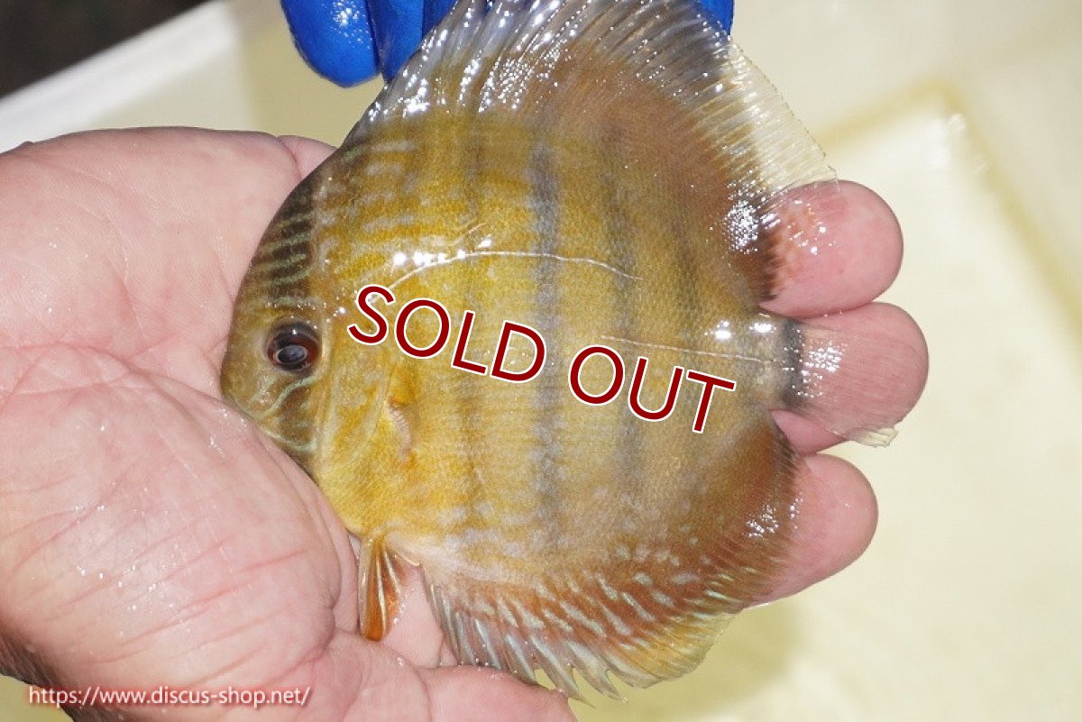 画像2: 【ワイルドディスカス】【通販】【10年ぶり？の入荷】カヌマ スーパーロイヤル ヤングスター【個体販売】9-11cm（生体）カヌマ産 (2)