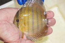 画像2: 【ワイルドディスカス】【通販】【10年ぶり？の入荷】カヌマ スーパーロイヤル ヤングスター【個体販売】9-11cm（生体）カヌマ産 (2)