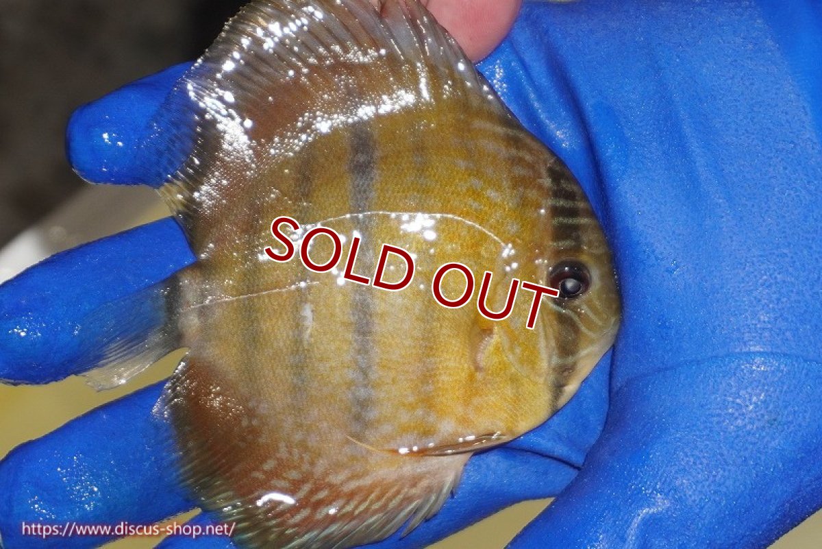 画像3: 【ワイルドディスカス】【通販】【10年ぶり？の入荷】カヌマ スーパーロイヤル ヤングスター【個体販売】9-11cm（生体）カヌマ産 (3)