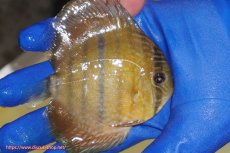 画像3: 【ワイルドディスカス】【通販】【10年ぶり？の入荷】カヌマ スーパーロイヤル ヤングスター【個体販売】9-11cm（生体）カヌマ産 (3)