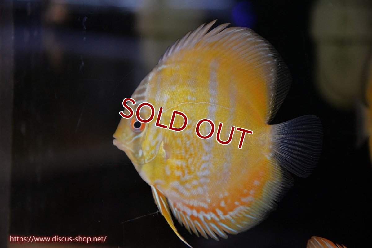 画像1: 【ワイルドディスカス】【通販】【10年ぶり？の入荷】カヌマ スーパーロイヤル ヤングスター【個体販売】9-11cm（生体）カヌマ産 (1)