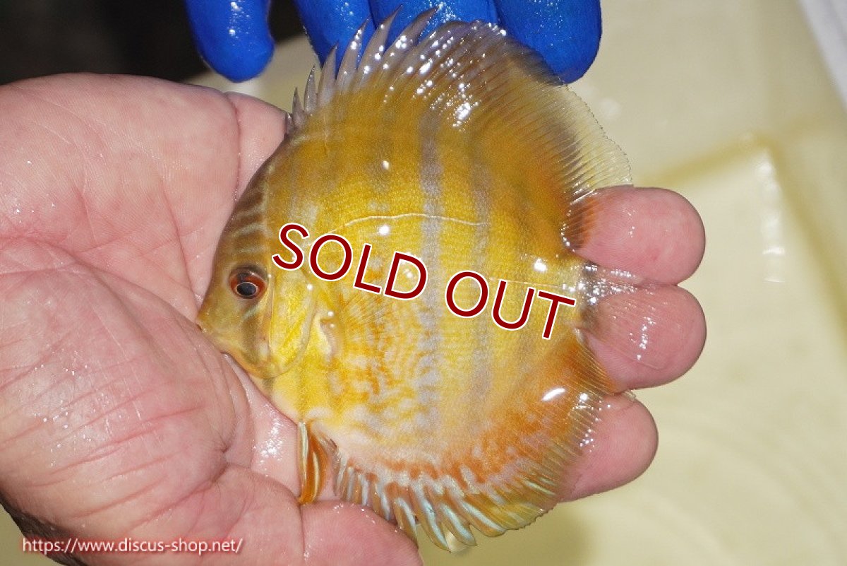 画像2: 【ワイルドディスカス】【通販】【10年ぶり？の入荷】カヌマ スーパーロイヤル ヤングスター【個体販売】9-11cm（生体）カヌマ産 (2)