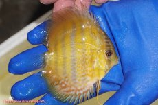 画像3: 【ワイルドディスカス】【通販】【10年ぶり？の入荷】カヌマ スーパーロイヤル ヤングスター【個体販売】9-11cm（生体）カヌマ産 (3)