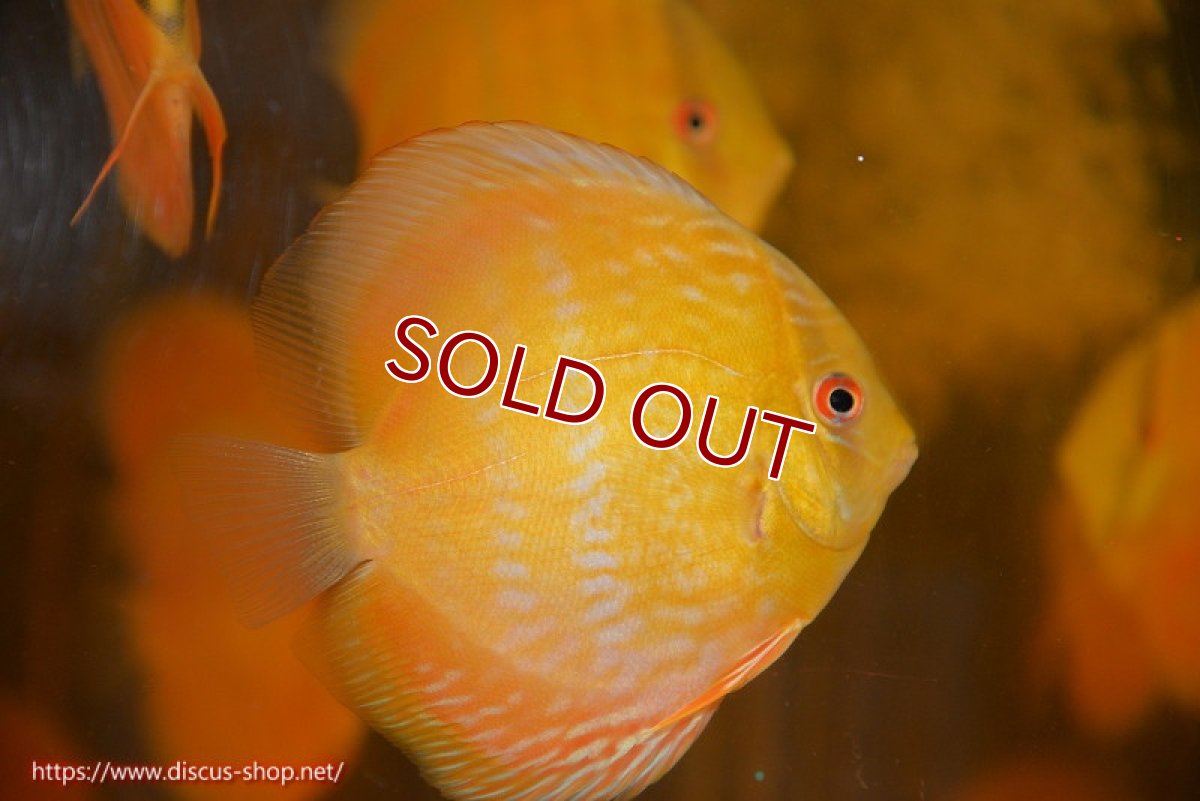 画像1: 【ワイルドディスカス】【通販】【10年ぶり？の入荷】カヌマ スーパーロイヤル ヤングスター【個体販売】9-11cm（生体）カヌマ産 (1)