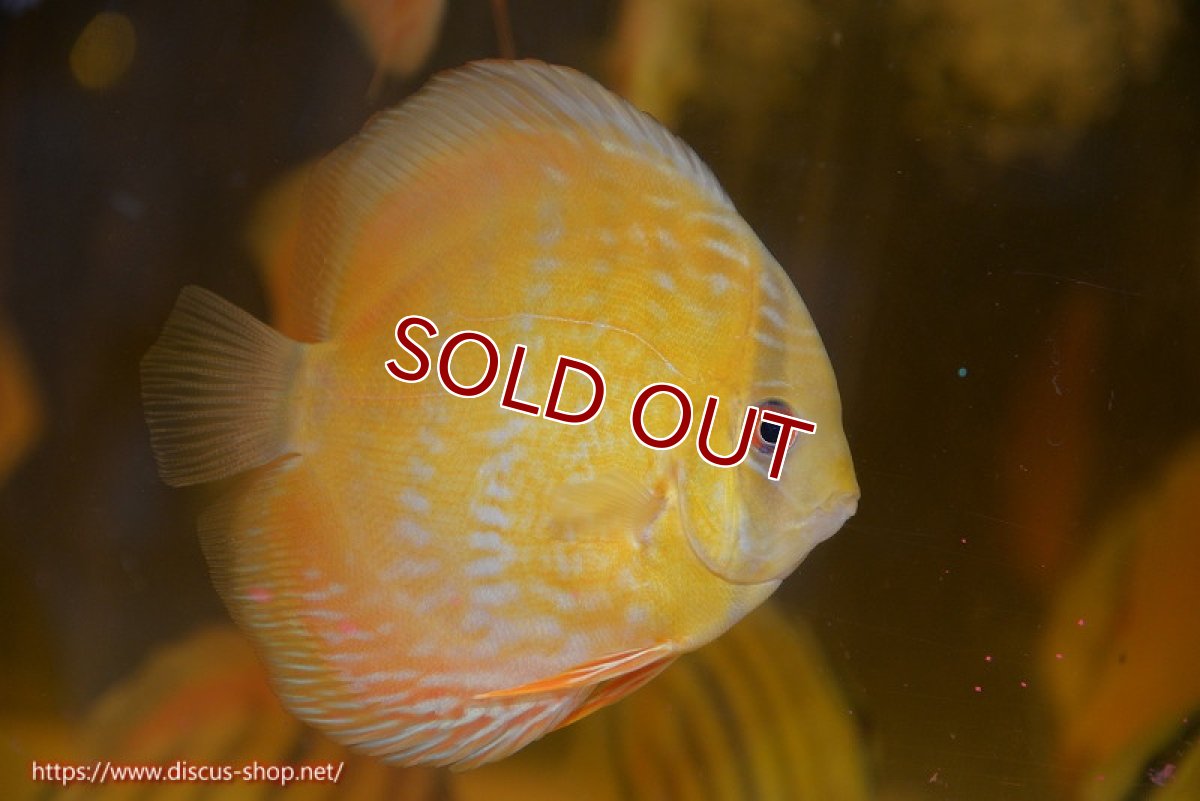 画像2: 【ワイルドディスカス】【通販】【10年ぶり？の入荷】カヌマ スーパーロイヤル ヤングスター【個体販売】9-11cm（生体）カヌマ産 (2)