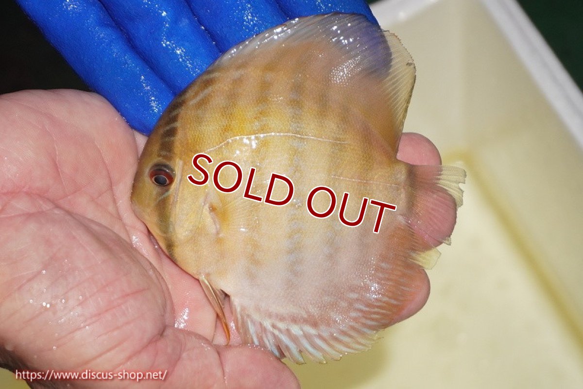 画像3: 【ワイルドディスカス】【通販】【10年ぶり？の入荷】カヌマ スーパーロイヤル ヤングスター【個体販売】9-11cm（生体）カヌマ産 (3)