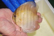 画像3: 【ワイルドディスカス】【通販】【10年ぶり？の入荷】カヌマ スーパーロイヤル ヤングスター【個体販売】9-11cm（生体）カヌマ産 (3)