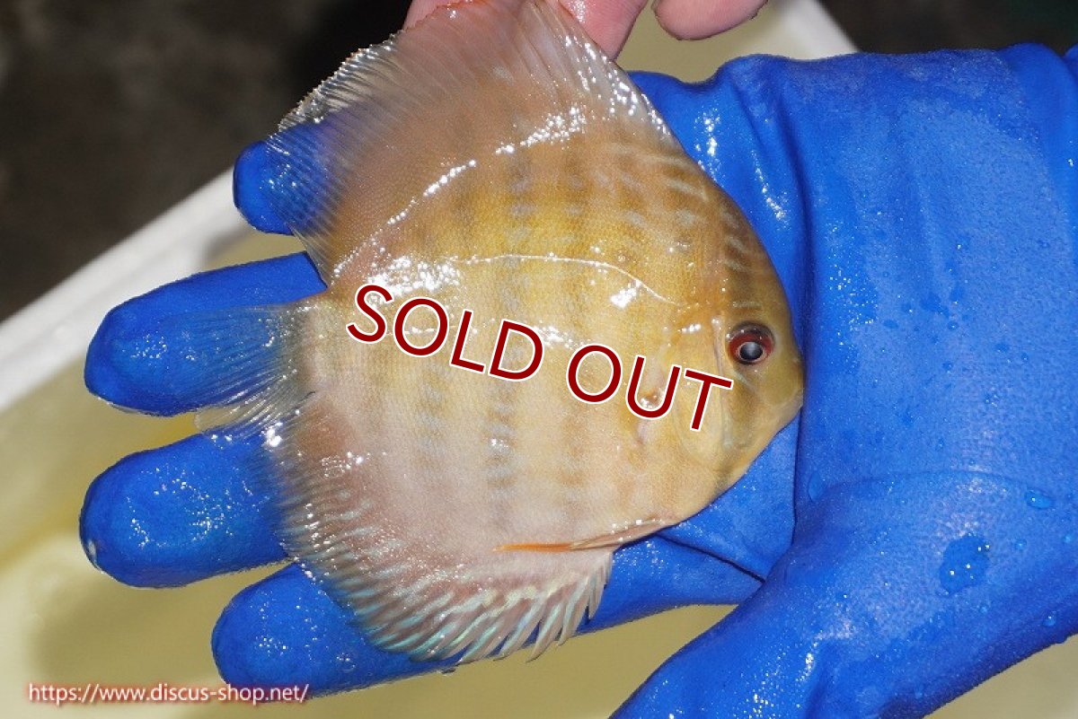 画像4: 【ワイルドディスカス】【通販】【10年ぶり？の入荷】カヌマ スーパーロイヤル ヤングスター【個体販売】9-11cm（生体）カヌマ産 (4)