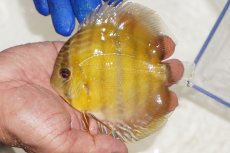 画像1: 【ワイルドディスカス】【通販】【激レア？】カヌマ ブルー ヤングスター【個体販売】9-11cm（生体）カヌマ産 (1)