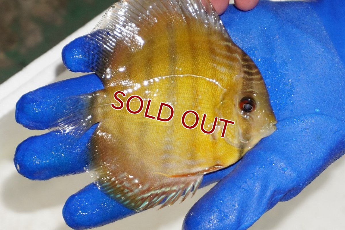 画像2: 【ワイルドディスカス】【通販】【激レア？】カヌマ ブルー ヤングスター【個体販売】9-11cm（生体）カヌマ産 (2)