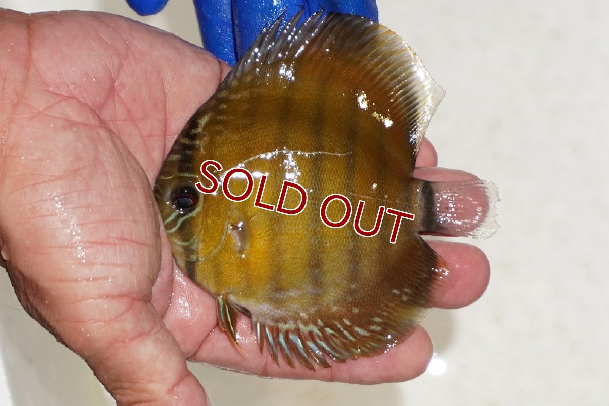 画像1: 【ワイルドディスカス】【通販】【激レア？】カヌマ ブルー ヤングスター【個体販売】9-11cm（生体）カヌマ産 (1)