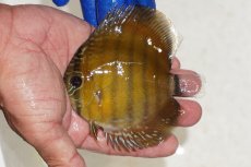 画像1: 【ワイルドディスカス】【通販】【激レア？】カヌマ ブルー ヤングスター【個体販売】9-11cm（生体）カヌマ産 (1)