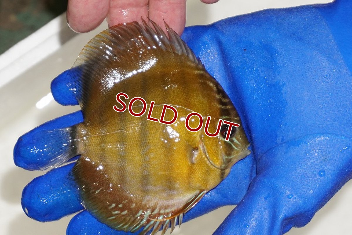 画像2: 【ワイルドディスカス】【通販】【激レア？】カヌマ ブルー ヤングスター【個体販売】9-11cm（生体）カヌマ産 (2)