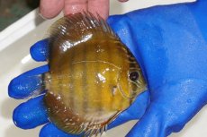 画像2: 【ワイルドディスカス】【通販】【激レア？】カヌマ ブルー ヤングスター【個体販売】9-11cm（生体）カヌマ産 (2)